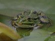 Frosch Portrait Frosch Portrait