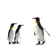 Penguins
