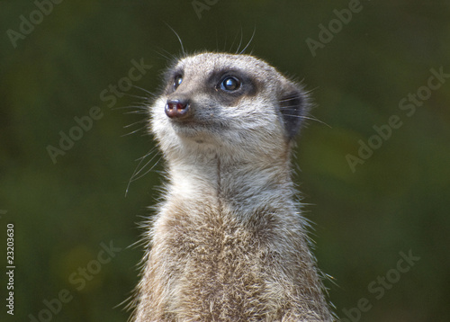 Foto: Meerkat closeup Meerkat closeup