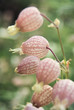 Silene vulgaris 3