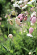 Wiesenpur 2