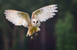 Fliegende Schleiereule