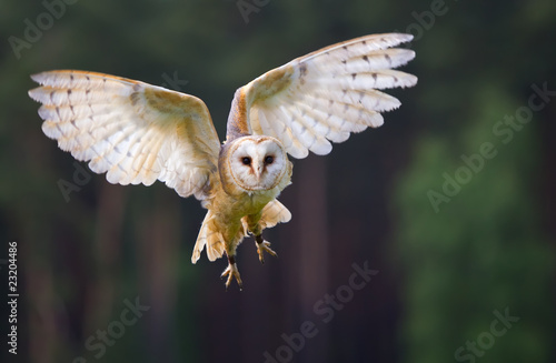 Foto: Fliegende Schleiereule Fliegende Schleiereule