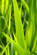 Foto: Gräser Nahaufnahme - Grass Closeup Gräser Nahaufnahme - Grass Closeup
