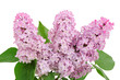 Lilac branch