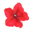 Petunie rot (Hintergrund weiß) Petunie rot (Hintergrund weiß)