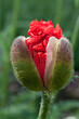 Klatschmohn - aufbrechende Knospe