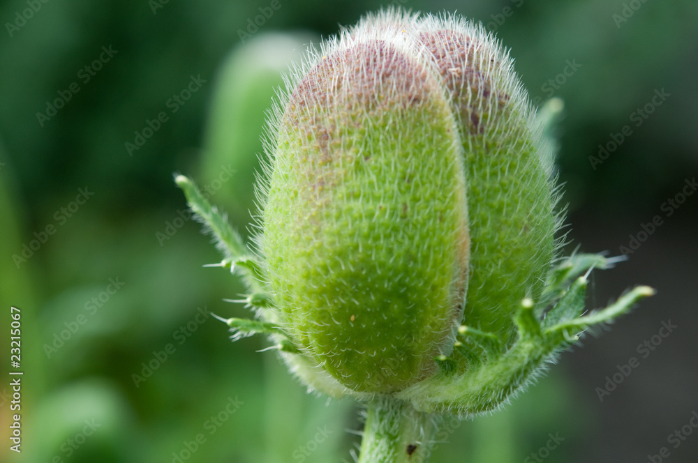 Klatschmohn - Knospe