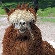 lama