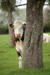 anilam ferme vache 27