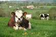 Images : animal ferme vache 28