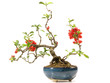 Bonsai mit Blüte