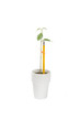young tree supported by a pencil