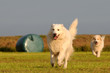 Rennende Hirtenhunde