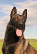 berger belge malinois