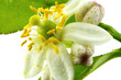 fleur d'agrume, citrus hystrix, combava, fond blanc fleur d'agrume, citrus hystrix, combava, fond blanc