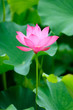 single beautiful lotus in the pond single beautiful lotus in the pond
