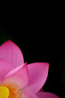 single beautiful lotus in black background single beautiful lotus in black background