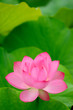 single beautiful lotus in the pond single beautiful lotus in the pond