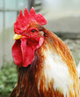Cock Cock