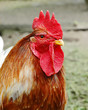 Cock Cock