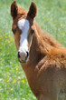 Poulain