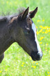 Poulain