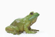 Photo: Frosch Frosch