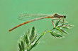 Foto: dragonfly resting on a plant dragonfly resting on a plant