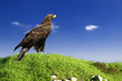 Aquila Chrysaetos