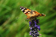 Papillon Lavande