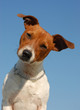 jack russel terrier jack russel terrier