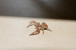 Foto: Spinne Spinne