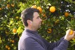orange tree field farmer harvest picking fruits orange tree field farmer harvest picking fruits