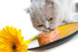 Cat eating