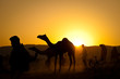 Camels at sunset
