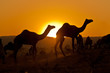 Camels at sunset