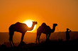 Camels at sunset