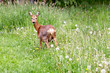 Reh in freier Wildbahn