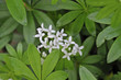 Pflanzen,  Waldmeister, Galium odoratum, Blüte, blühen
