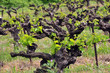 vignes en provence, vineyard in provence