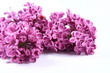 Violet lilac on white background Violet lilac on white background
