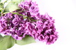 Violet lilac on white background Violet lilac on white background