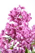 Violet lilac on white background Violet lilac on white background