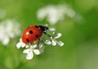 Ladybird