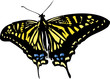 swallowtail