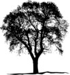 old oak Tree