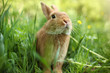 Rabbit in green grass Rabbit in green grass