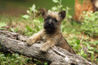 chiot cairn terrier très volontaire explorant le sous bois chiot cairn terrier très volontaire explorant le sous bois