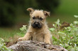 chiot cairn terrier à l'air triste chiot cairn terrier à l'air triste